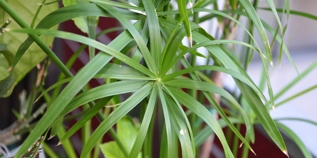 Cette herbe aromatique japonaise, jadis réputée impossible à cultiver en France, s&rsquo;épanouit désormais dans nos potagers