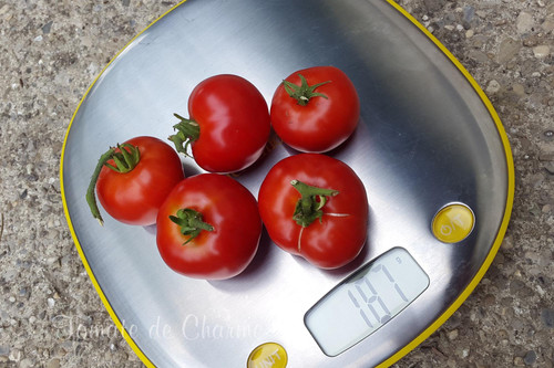 Découvrez la tomate méconnue et ultra-précoce qui révolutionne votre potager