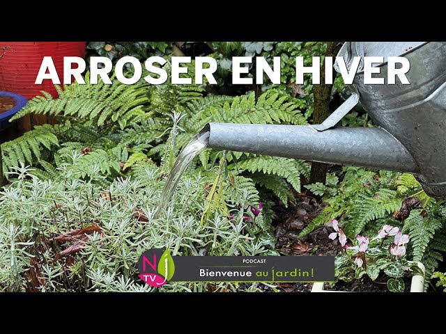 En hiver, vos plantes risquent l&rsquo;excès d&rsquo;eau sans que vous ne le remarquiez : découvrez le rituel d&rsquo;arrosage qui préserve leur santé