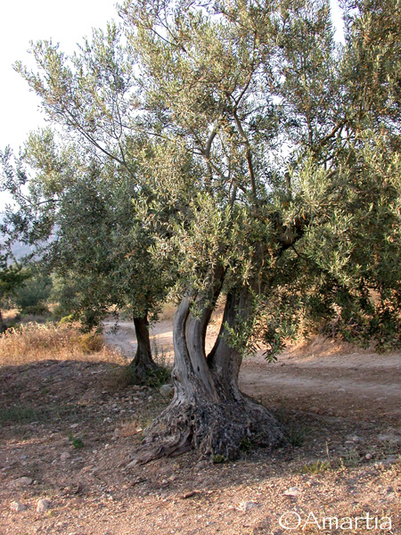 La fascinante hauteur des oliviers grecs : un mystère agronomique qui multiplie par trois vos récoltes d&rsquo;olives