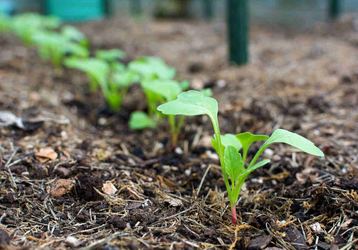 Le secret d&rsquo;une récolte de radis durable : quand et comment bien les semer