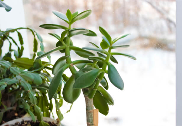 Les gestes clés du 1er janvier pour un jardin éblouissant au printemps