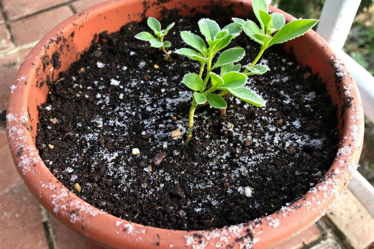 Pourquoi casser la croûte de gel au potager nuit plus qu’elle n’aide : repensons nos gestes au jardin