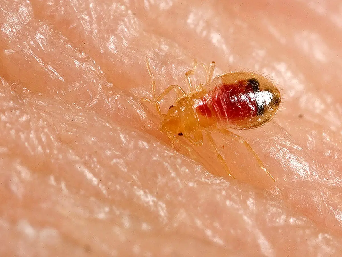 Jeune punaise de lit (nymphe) translucide de Cimex lectularius