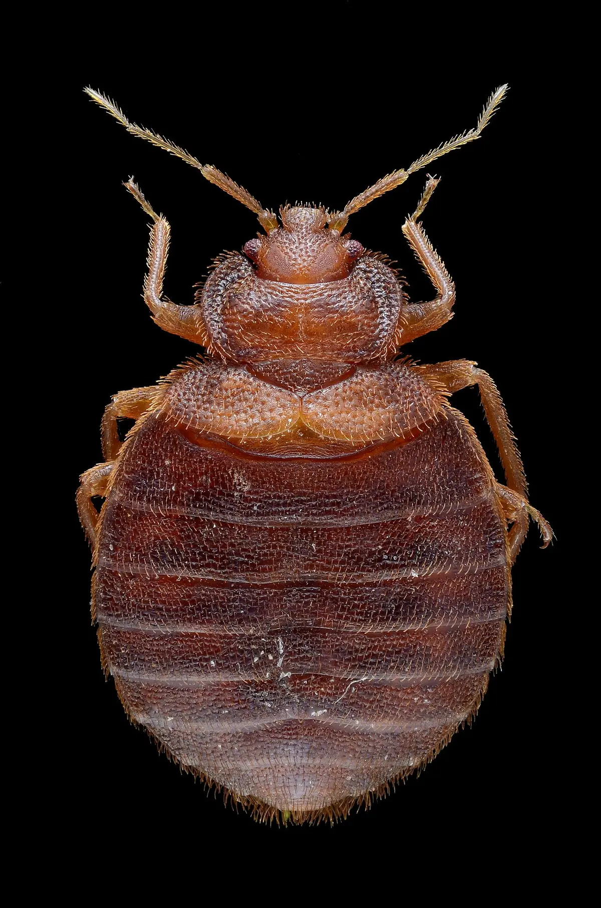 Punaise de lit : comment s'en débarrasser et traiter une infestation